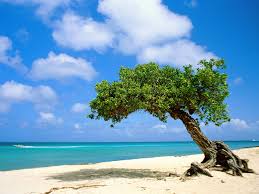 http://t2.gstatic.com/images?q=tbn:ANd9GcT_vxtBLEz39MutIhPLGqBJzipeaNXEXA51B5495wdt3n0E6B2ECnSDFW4a