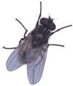 Flies, Camp and August « The Free School Apparent