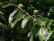 Chestnut - Wikipedia, the free encyclopedia