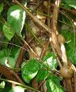 File:<b>Banisteriopsis</b>-caapi-