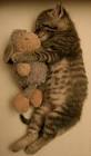 forbidden-love-kitten-and-