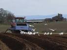 Foraging gulls. Only a couple of kilometres inland from the coast these - via Daymix