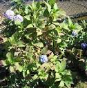 Hydrangea - Perennials - Summer Blooms Flowers - Snowballs ...