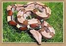 Home St  ckl   Die Nr1 Boa constrictor Seite im Internet