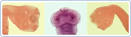 <b>Taeniasis</b> in humans is a