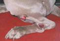 Mast Cell Tumors