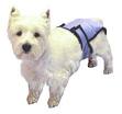 dogs diaper