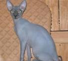 FAQ Traditional Sphynx Cat