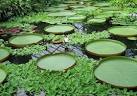 rainforest vegetation - via Daymix