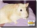 Fudge - Cinnamon Pearl Rat - December 13, 2000