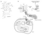 Vitamin B12 Spray | Get Vitamin B12 Benefits - Mercola.