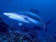 Grey reef shark - Wikipedia, the free encyclopedia