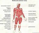 <b>Muscles</b>
