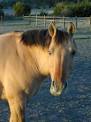 Horse Colors Explained   black horses buckskins and paint horses