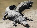 Eʼelyaaígíí:Two american alligators.jpg - Wikiibíídiiya