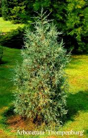 Képtalálat a következőre: „Juniperus scopulorum 'Springbank'”