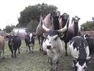 big animals