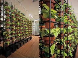 Interior garden patio