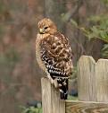 Red-tailed Hawk, Identification, All About Birds - Cornell Lab of ...