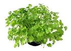 Herb Gardening Guide | Information How To Grow Cilantro / Coriander
