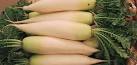 A Taste of Japan's Winter Radish Festival | PRI's The World