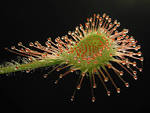 File:<b>Drosera</b> rotundifolia