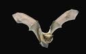 How Does Rain Mess With Bat Flight—Thermodynamics or Aerodynamics ...