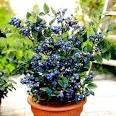 The Garden of Eaden  HOW TO GROW BLUEBERRIES