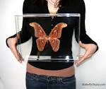 Framed Atlas Moth Mounted Attacus Atlas Moth
