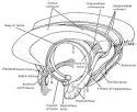 Diagram of the Hippocampal Formation
