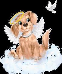 Angel Dog