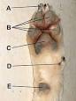 Dewclaw - Wikipedia, the free encyclopedia