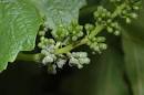 Pacific Ag &amp; Vineyard Inc. | Grape Diseases | Grape Disease ...