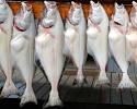 Alaska Fishing Trips - Alaska Charter Fishing