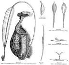 Angiosperm Families - Nepenthaceae Dum.