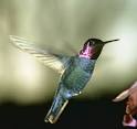 Julie Hibbard: Nectar from a hummingbird
