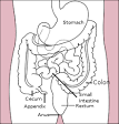 Intestine - Wikipedia, the free encyclopedia