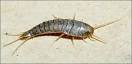 Silverfish and Firebrats
