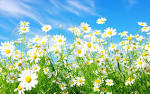 spring.jpeg
