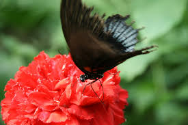 Schmetterling - Bild \u0026amp; Foto von Sebastian Kerl aus Tiere ... - Schmetterling-a18476259