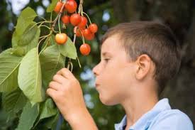 Cherry trees can take seven or more years to produce fruit. It&#39;s a childhood memory many people share: planting seeds from favorite fruits and vegetables ... - 76765319_XS