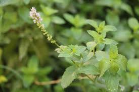 Image result for "Mentha laxa"