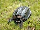 Alligator Snapping Turtles, Alligator Snapping Turtle Pictures ...
