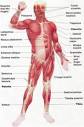 wmaresh - 11. Muscle Physiology