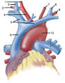 Cardiovascular System : Heart Blood Vessels #1 Answers