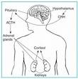 The <b>adrenal</b> glands respond by