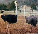 Paris Hilton On The Ostrich - via Daymix