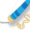 Work on Telomeres Wins Nobel Prize in Physiology or Medicine for 3 ...