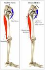 Hip Flexor - Hamstring Interaction