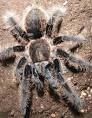 Honduran Curly Hair Tarantula Care Sheet | Tarantula Guide